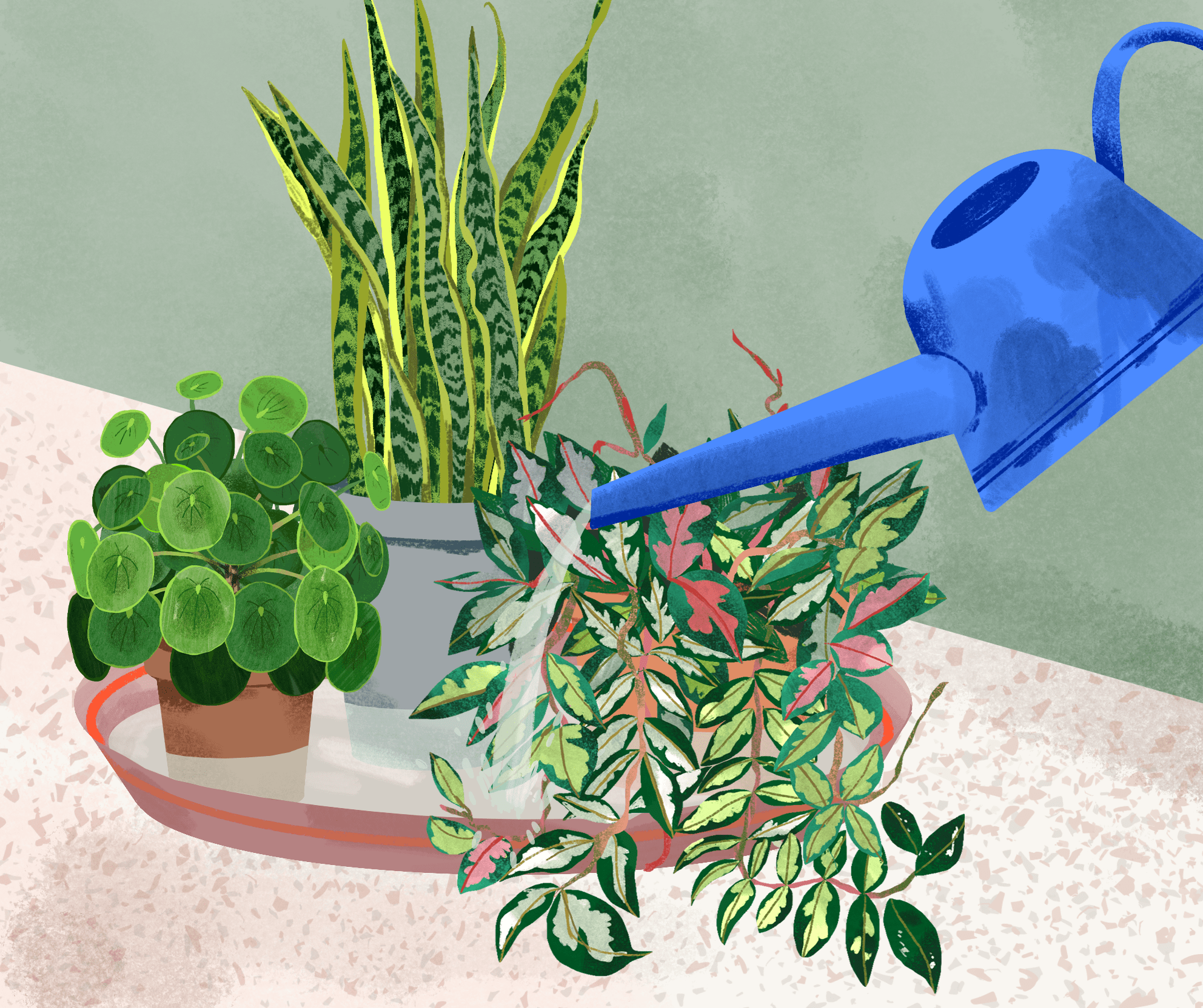 Am I Watering It All Wrong?